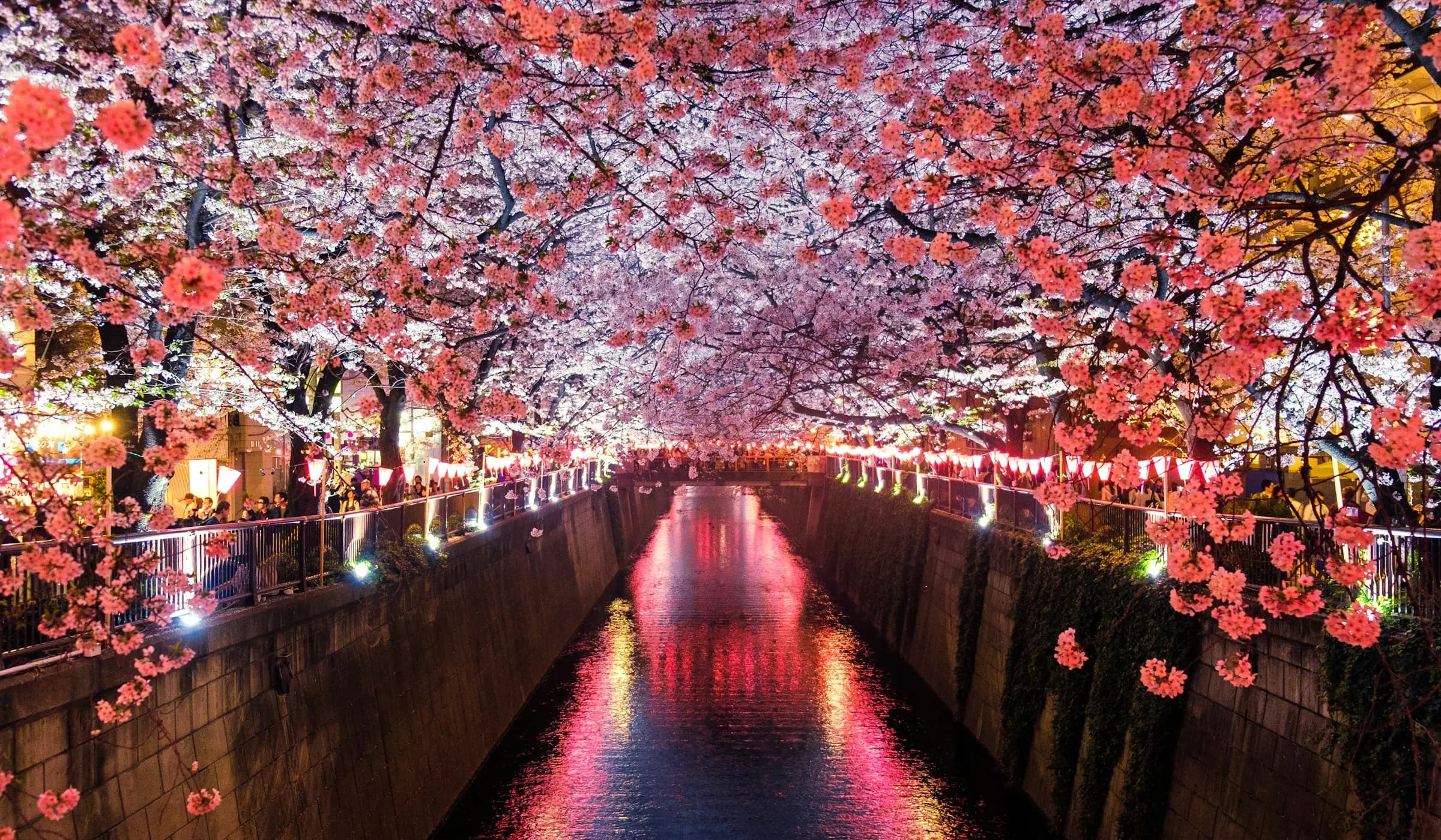 Cherry blossom branches against a pale spring sky