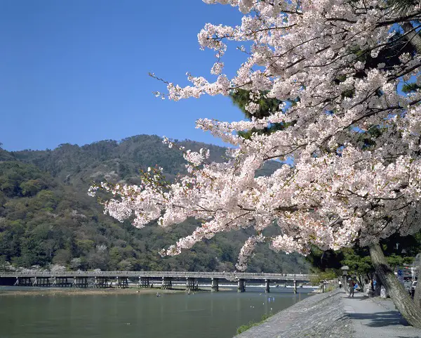 The Flowers of Kansai